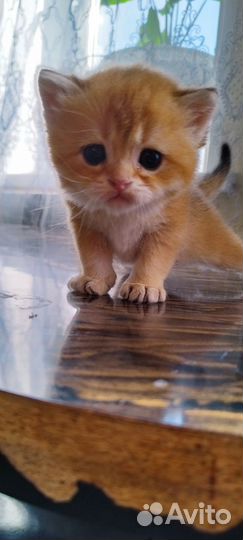 Кот шотландский