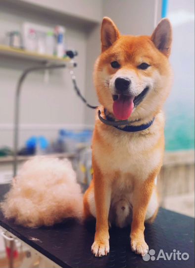 Стрижка собак, груминг, тримминг Советский район