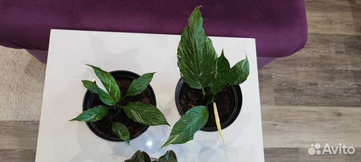 Спатифиллум