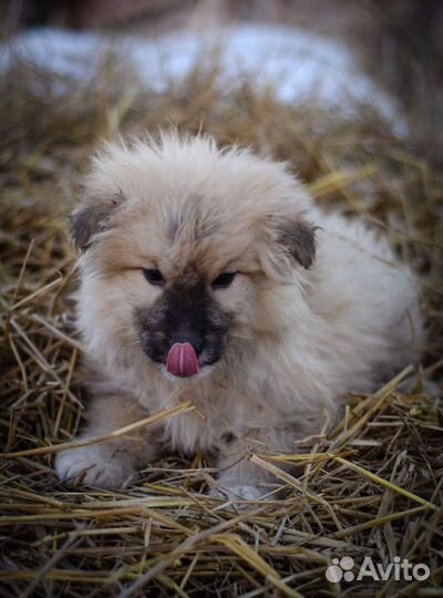 Щенок в добрые руки бесплатно