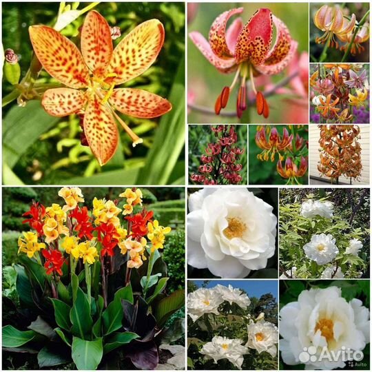 Семена Пиона,Беламканды,Лилии Мартагон,Канны