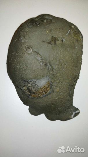 Волжский набор окаменелостей 37