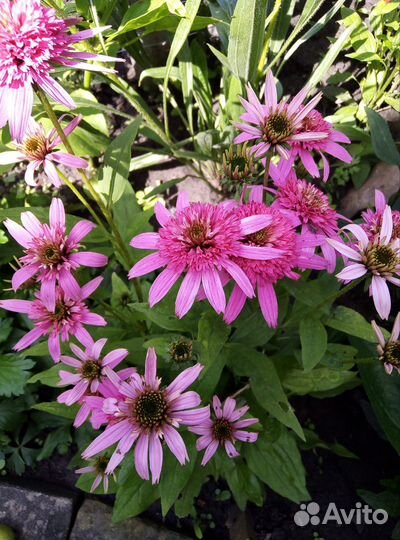 Многолетние растения для брони