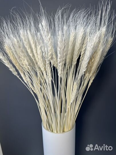 Сухоцветы пшеница