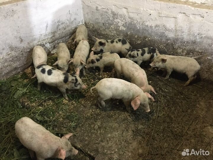 Поросенок ландрас