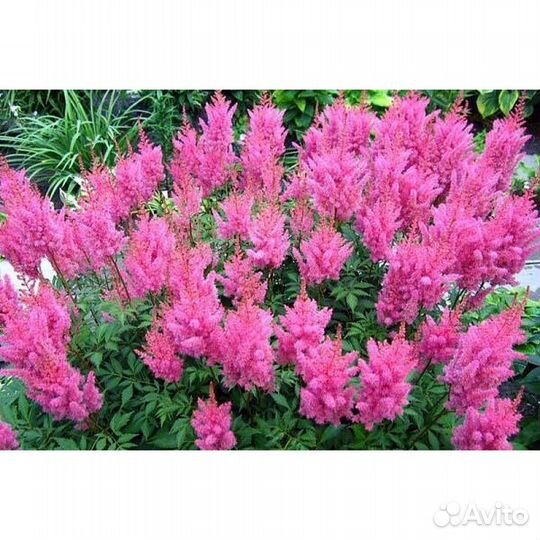 Астильба Арендса Глория Пурпуреа