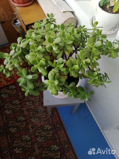 Толстянка, денежное дерево