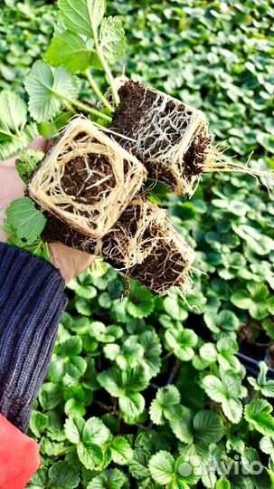 Профессиональная рассада клубники