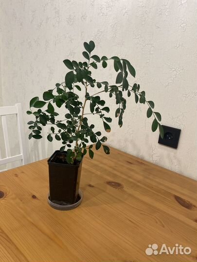 Муррайя комнатное растение