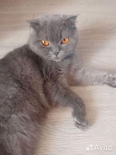 Шотландская кошка на вязку