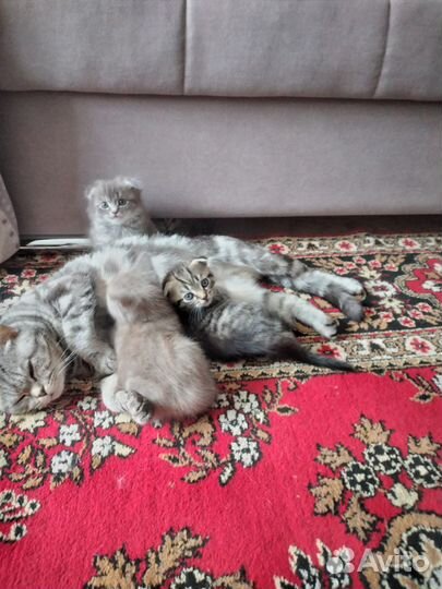 Шотландские вислоухие котята мраморные
