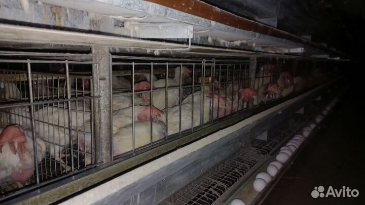 Куры несушки