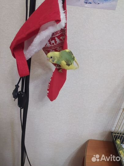 Птенцы волнистый попугай