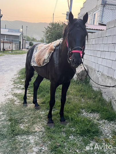 Продам лошадь