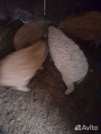 Поросята венгерской мангалицы