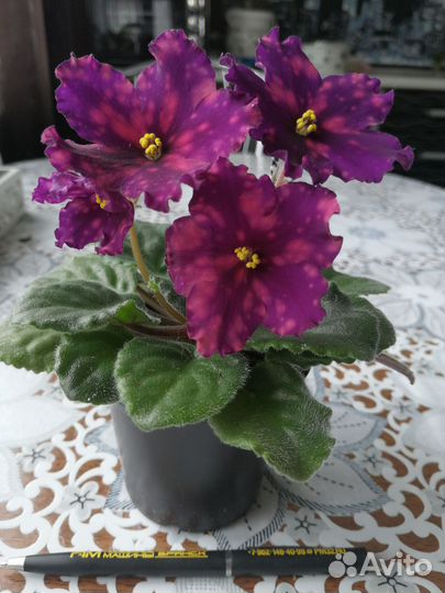 Фиалки набором