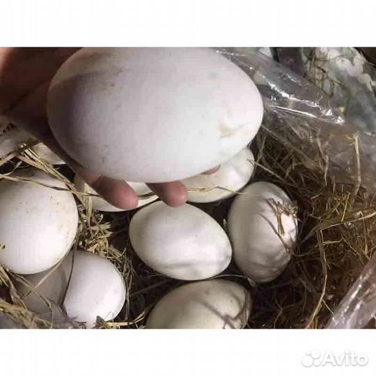 Яйцо гусиное