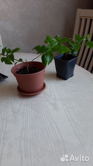 Бугенвиллия