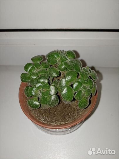 Аихризон (дерево любви и счастья)