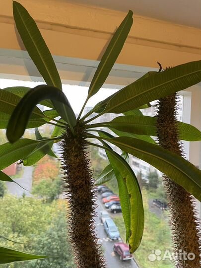 Пахиподиум