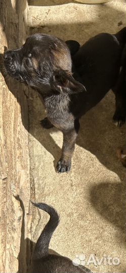 Щенки в добрые ручки