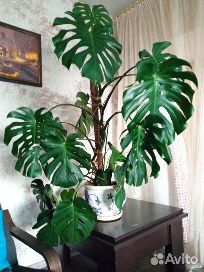 Детки этой 10 летней красавицы монстеры