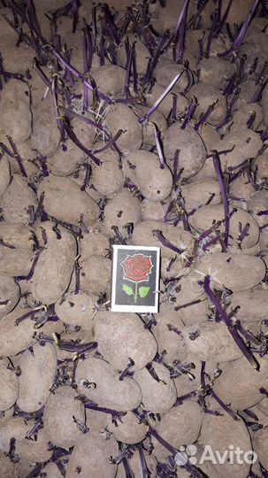 Картофель семенной