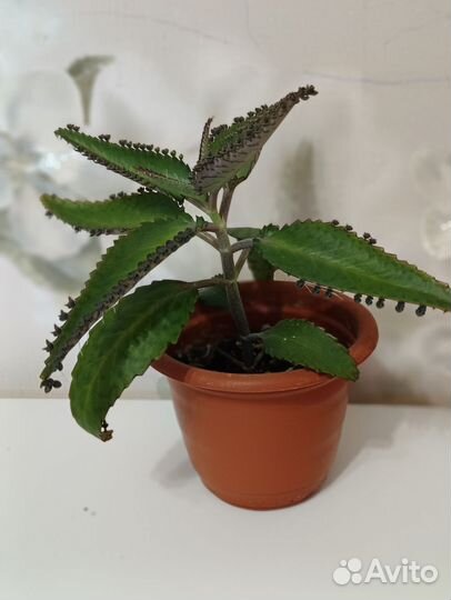 Спатифиллум