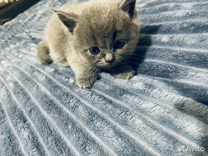Шотландские котята