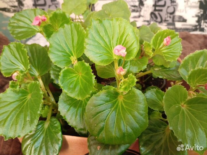 Комнатные растения