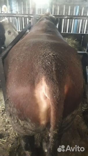 Быки 1,3-1,4 года