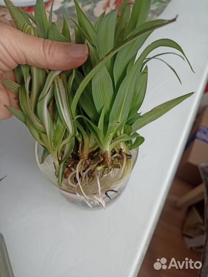 Хлорофитум, отростки с корнями