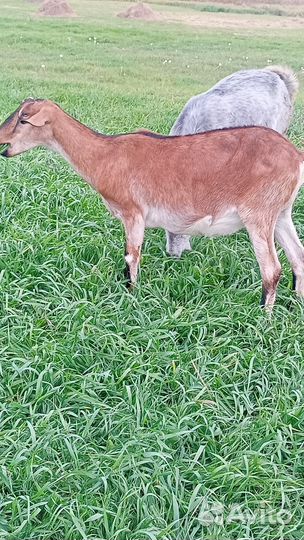 Коза молодая