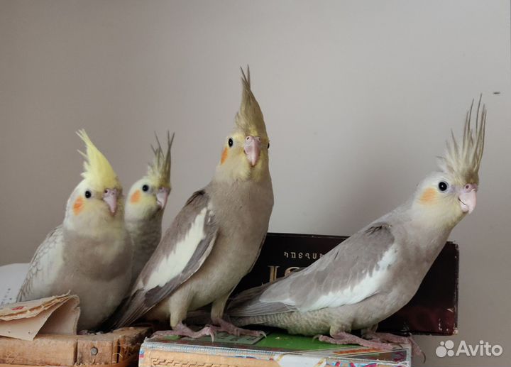 Корелла птенцы