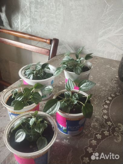 Домашние цветы