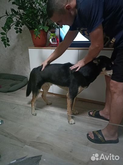 Массаж пушистым