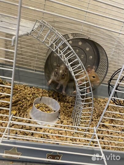 Чилийская белка дегу с клеткой