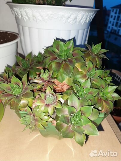 Молодило каменная роза