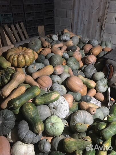 Тыква кормовая