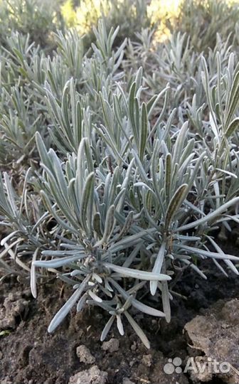 Лавандин, Лаванда, Размарин, Чабрец,Юкка