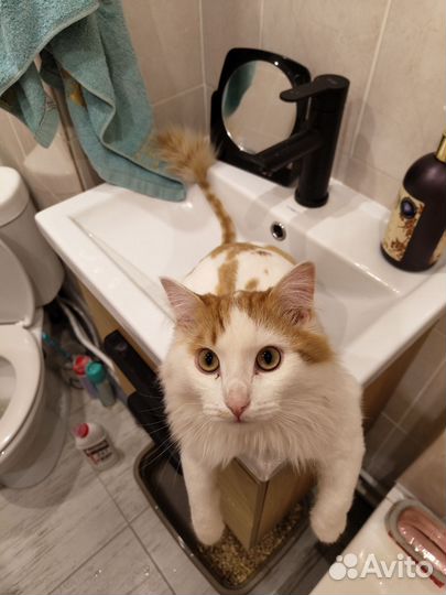 Турецкий ван