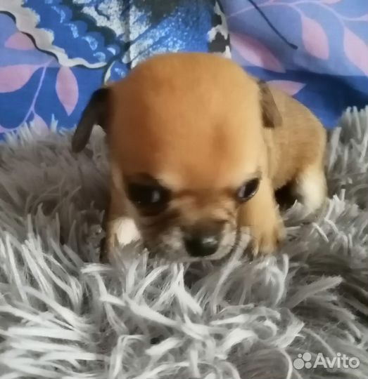 Щенки чихуахуа