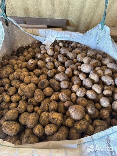 Картошка продажа