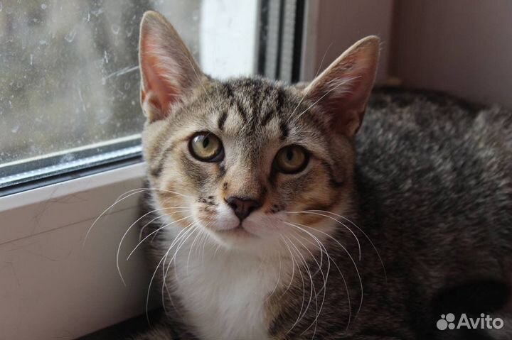 Котенок 4 месяца