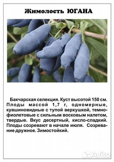 Жимолость саженцы