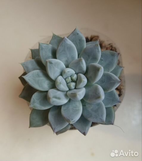 Суккуленты почтой часть 6 из 9