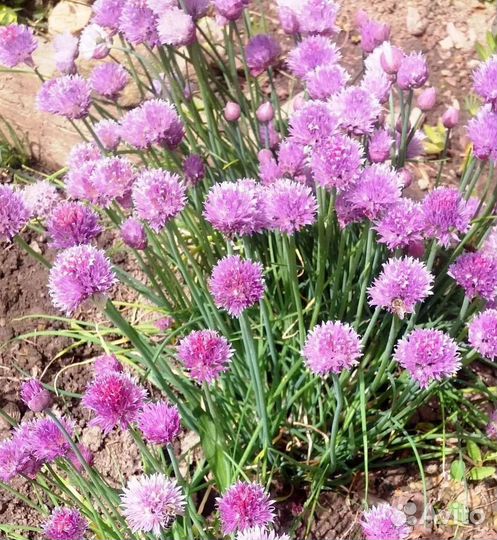 Шнитт лук, аллиум