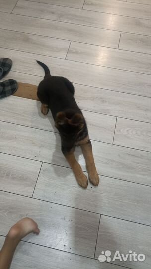 Продам щенка немецкую овчарку