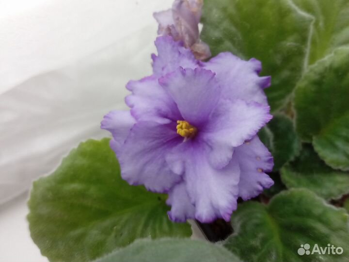 Сортовые фиалки наборы отправляю почтой