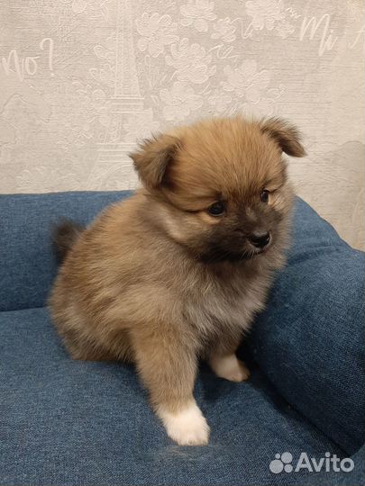 Продам щенков малого немецкого шпица